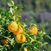 Confiture d'Oranges Amères Label Monastic