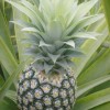 K'SHIRI Prélude Brut Vin effervescent à l'ananas Bio , 70 cl, 11°